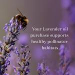 Lavender Essential Oil 15 ml