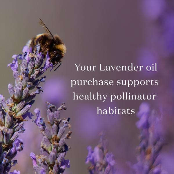 Lavender Essential Oil 15 ml